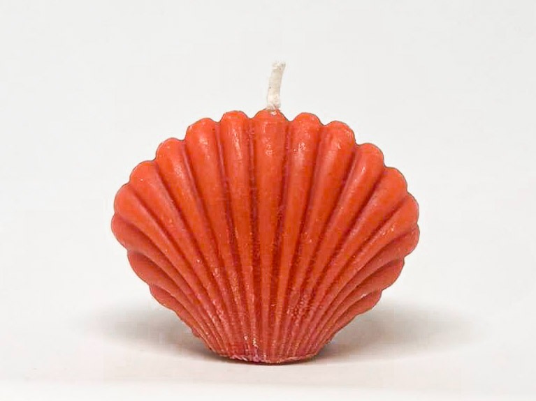 Coquillage 